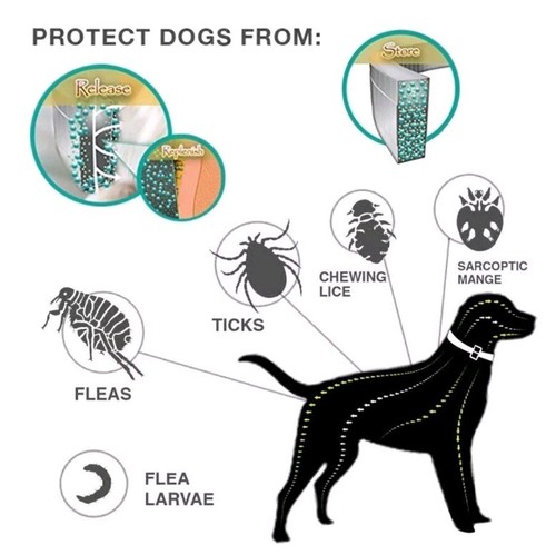 Anti Flea and Tick Collar for Dog-8 Month protection Free Shipping
