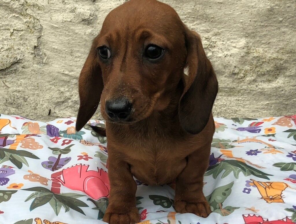 DACHSHUND (MINIATURE SMOOTH HAIRED) in Moffat, Dumfries