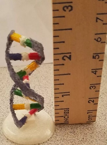 DNA Double Helix model Handmade (Display)