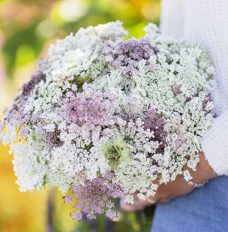 Queen Anne’s Lace CHOCOLATE Burgundy Reseeds Butterfly Host Plant 200 Seeds