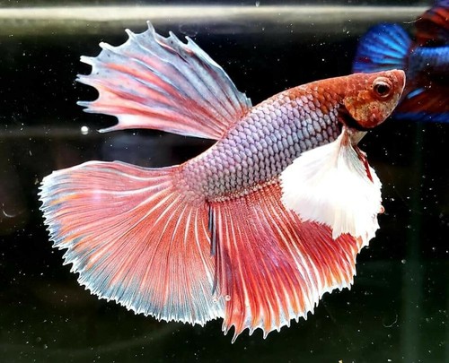 Lavender Male Dumbo Halfmoon Betta (N135)