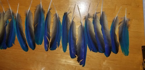 BLUE AND GOLD  MACAW WING FEATHERS FAN SET, 20 FEATHERS, 5-8+
