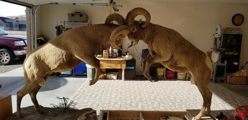 Big horn sheep mount