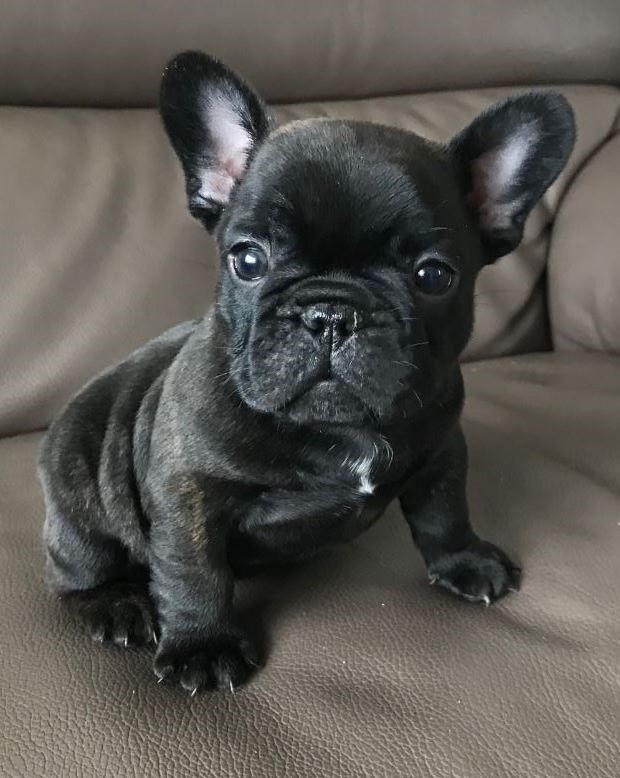 Amazing Healthy French Bulldog Puppies - Just one boy remaining | in ...