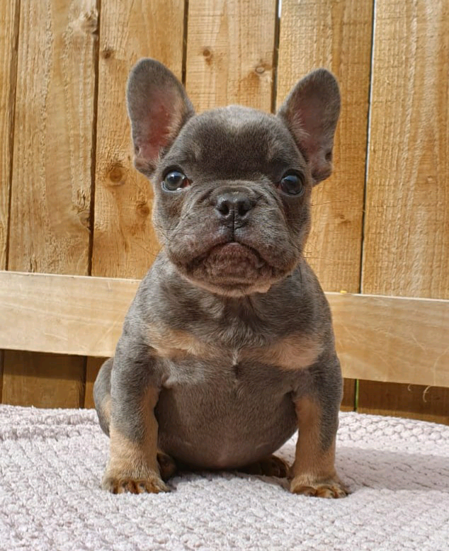 Male French Bulldog puppy in Cullingworth, West Yorkshire Gumtree