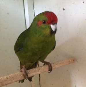 Gumtree Birds For Sale Melbourne Region | semashow.com