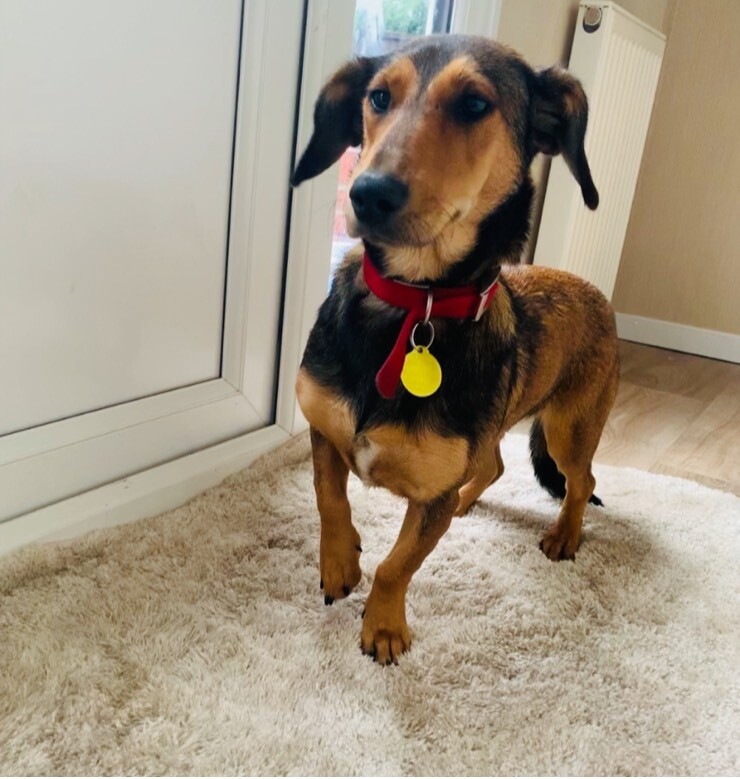 Dachshundcross Jack Russell in Barnsley, South Yorkshire Gumtree