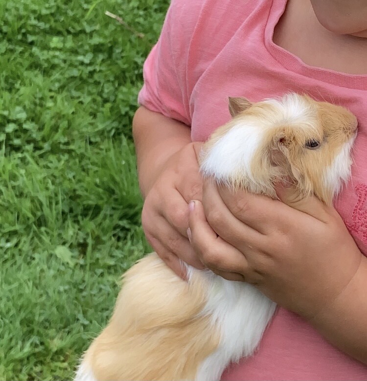 Guinea Pigs For Sale in Ammanford, Carmarthenshire Gumtree