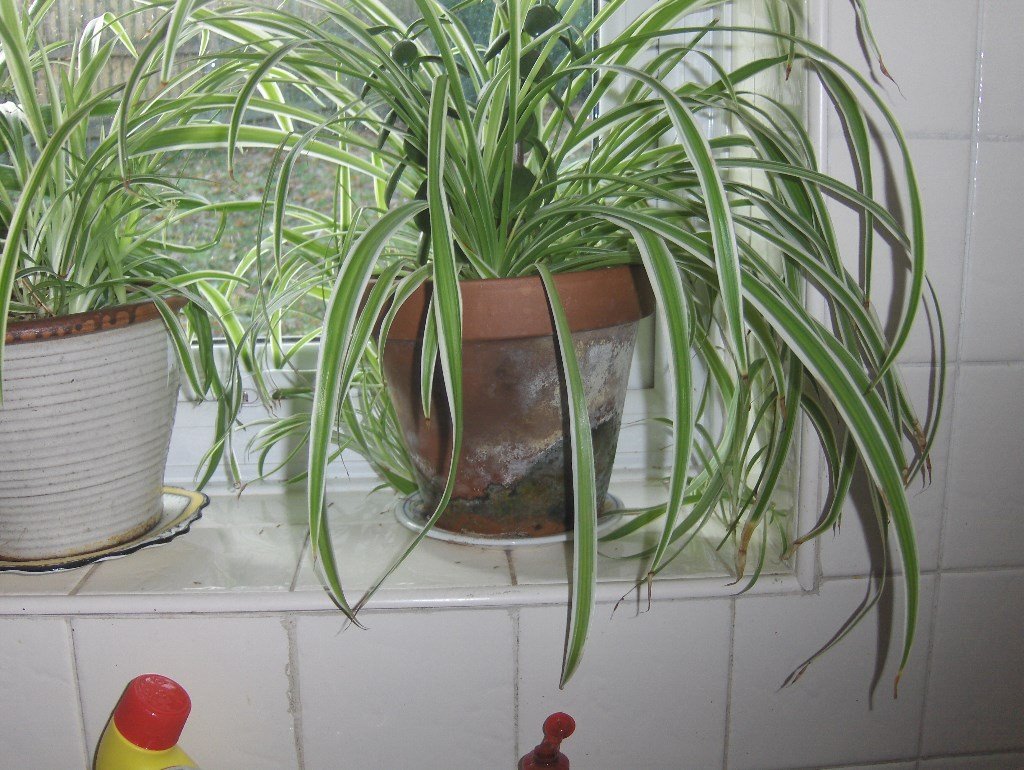 chiorophytum Como sum variegatum Alias spider plants Over
