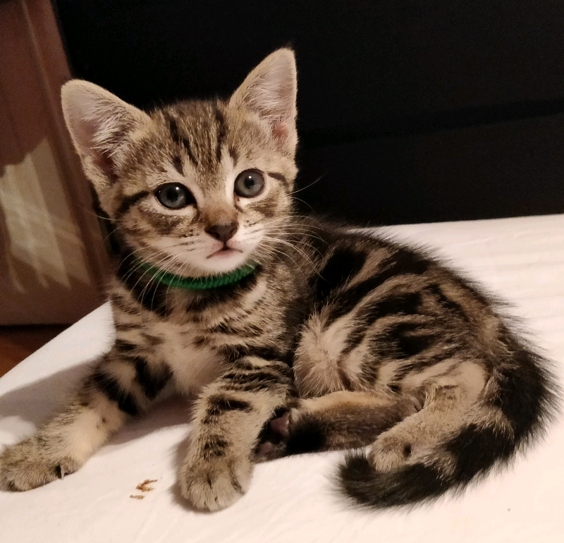 List 99+ Pictures Photos Of Tabby Cats Superb 10/2023