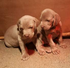 Weimaraner Dogs Puppies For Sale Gumtree