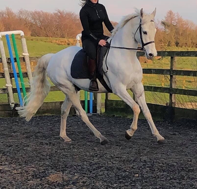 15hh Irish Sports Horse Gelding for sale in Inverness, Highland Gumtree