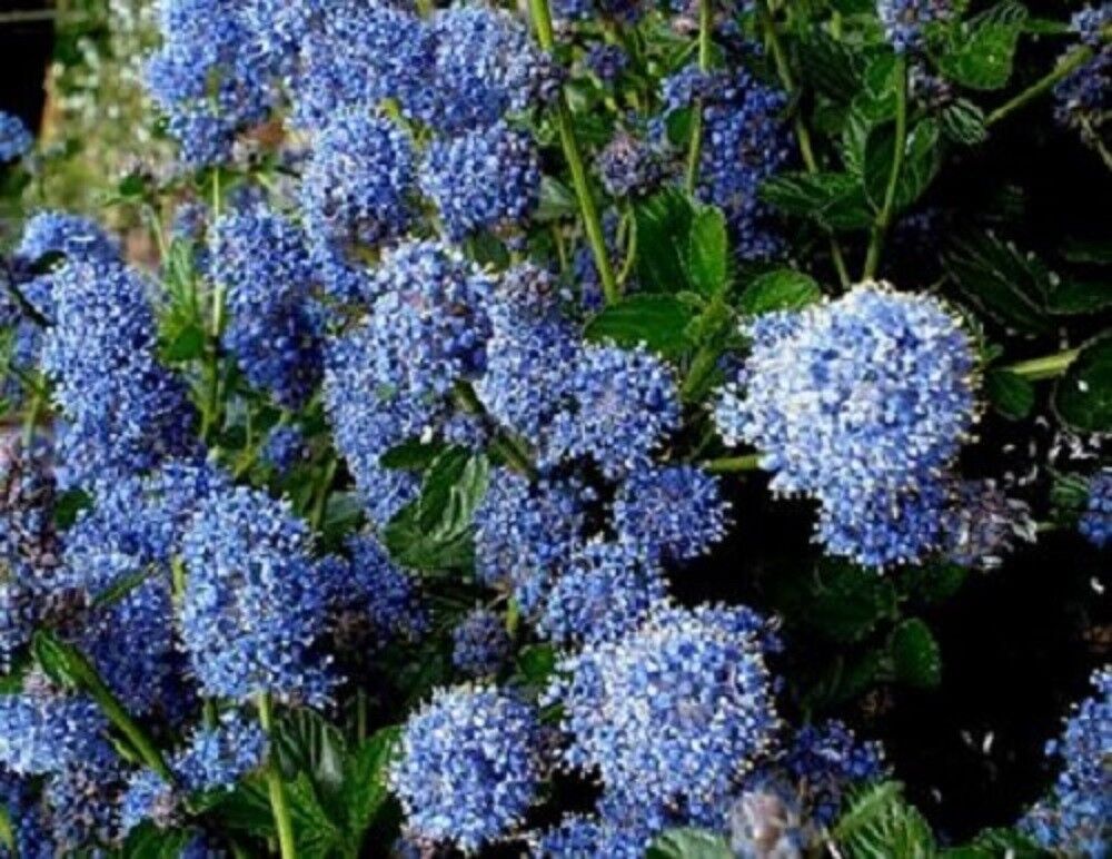 1X 45FT EXTRA LARGE CEANOTHUS VICTORIA SHRUB BLUE