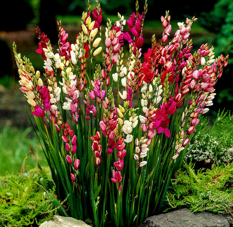 IXIA CORN MIXED LILIES BULBS/CORMS HARDY PERENNIAL GARDEN,POTS SUMMER