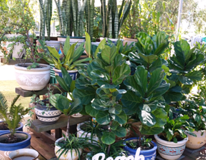Plants sale, bambino, jade, yucca, ponytail, happy plant ...