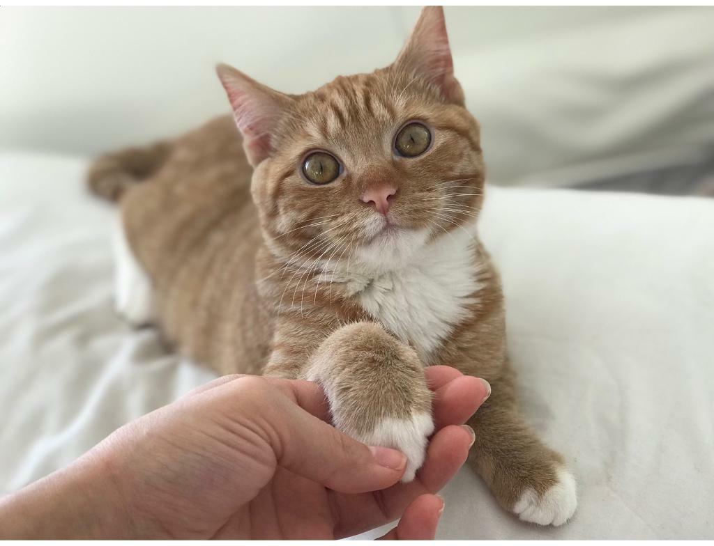 Female Ginger indoor cat for sale in Tile Cross, West Midlands Gumtree