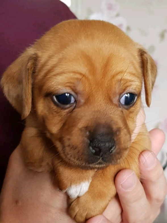 F1 Pra Tested 1 Poochon Girl Available From 5 Cavapoo Cavachon In Kilmarnock East Ayrshire Gumtree