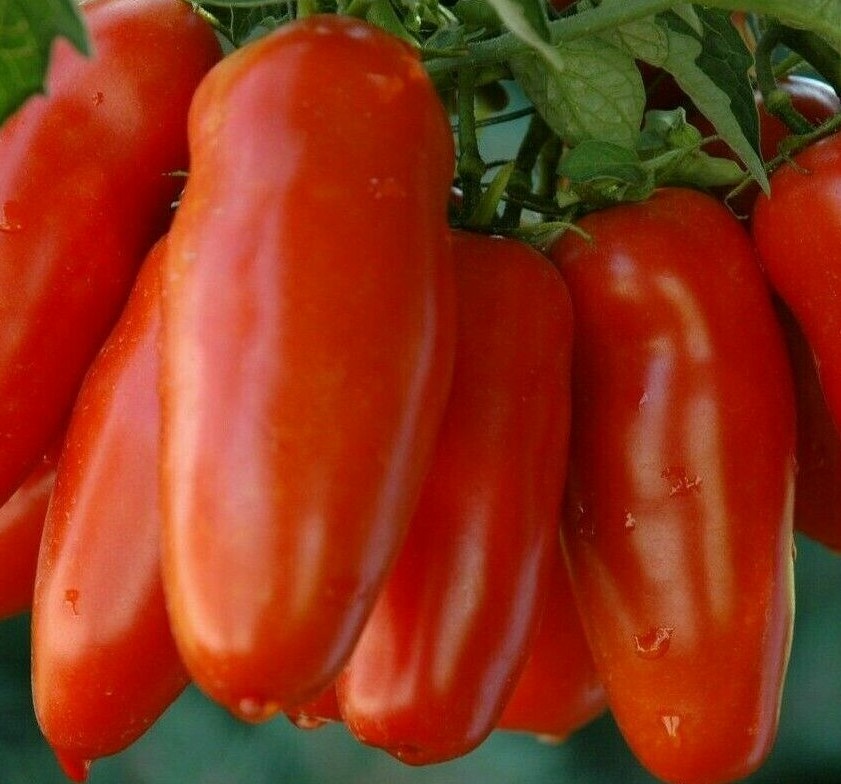 SAN MARZANO TOMATO SEEDS 100+ GARDEN vegetables SAUCE salad FREE SHIPPING