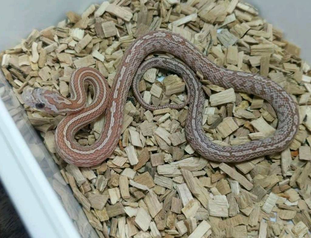 Hypo lavender tessera female corn snake | in North Shields ...