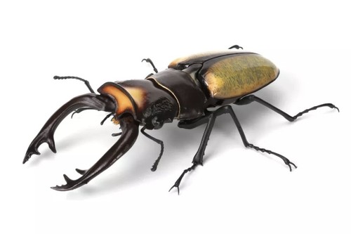 SANDS Cigar Beetle スタジャン　XL Bandai Namco Dangomushi 9 Lacordaire's Stag Beetle Figure | eBay