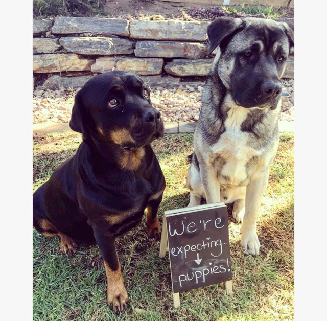 ROTTI X AKITA X MASTIFF PUPS | Dogs & Puppies | Gumtree ...