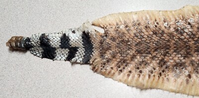   Western Diamondback Rattlesnake Snake Tanned Skin 47'' 3+ Buttons!  S53