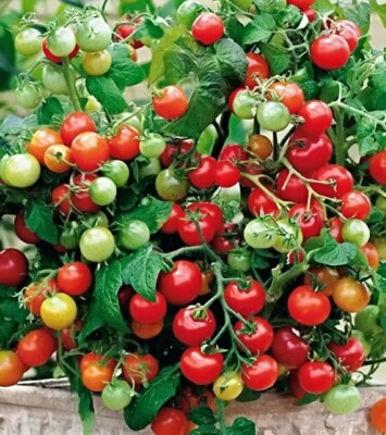 Samen Cherry-,  Balkon Tomate "Maskotka",  Pomidor,  nur 20-40cm gro�,  �berh�ngend