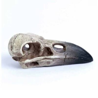 Alchemy Gothic Reliquary Raven Skull Resin Figurine   Local Stock   Gothic