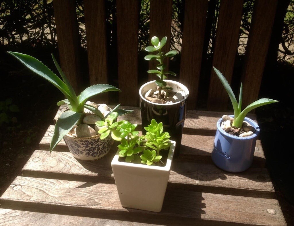 Small Succulents Plants Selection 6 Each In Wimbledon London Gumtree