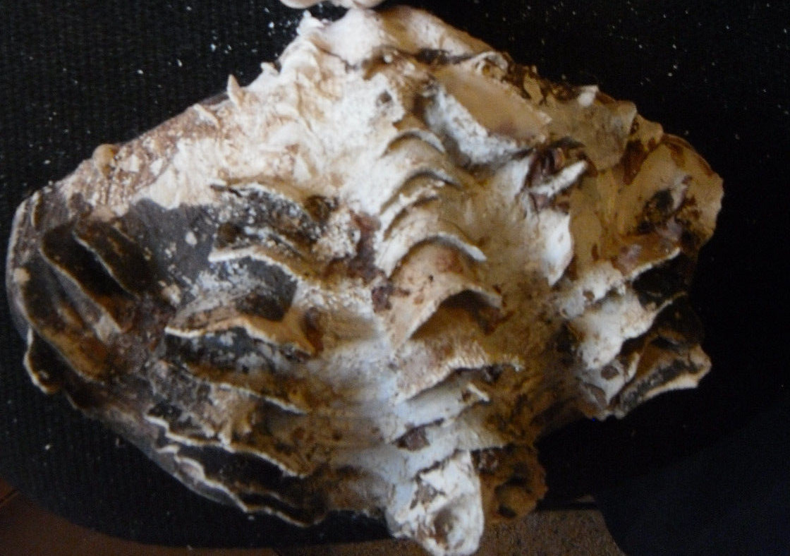 Tridacna squamosa - 10 1/4-inch fluted clam - both halves -THE WHOLE SHELL!