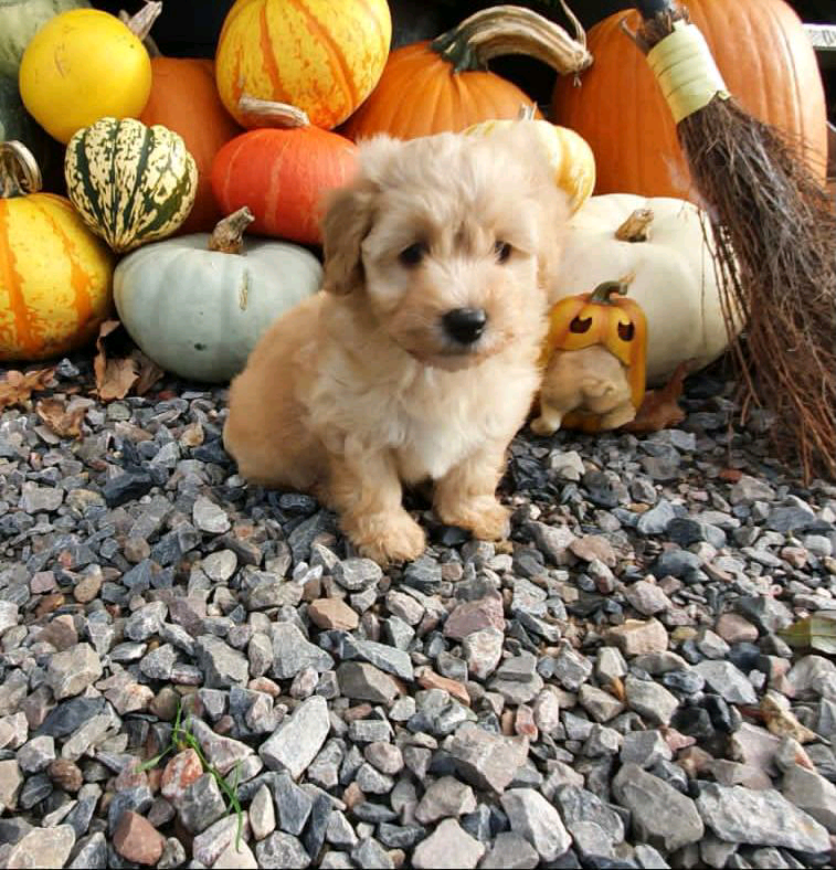 Jackapoo puppies in Chichester, West Sussex Gumtree