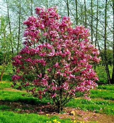 Susan Magnolia Tree ( Deciduous ) - Live Plant- ( 1 QT )