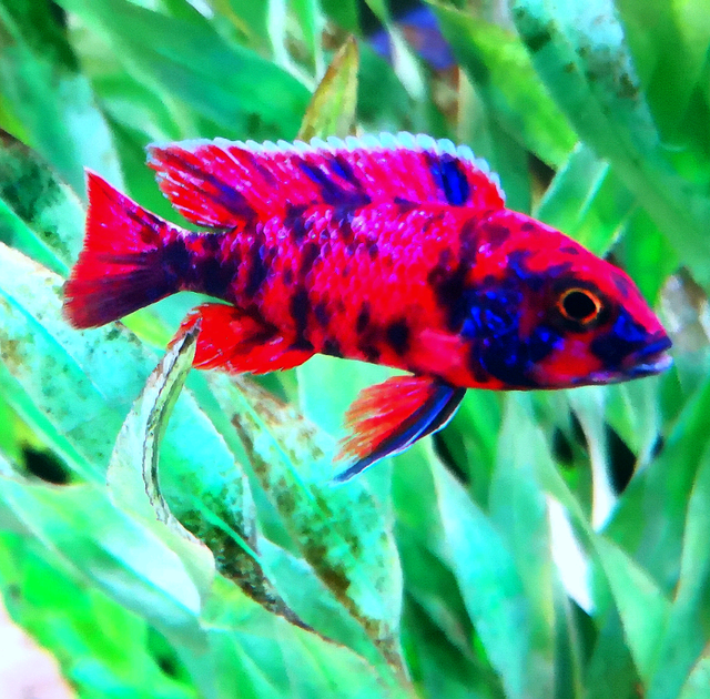 RED OB Peacock's African Cichlid Fish for your Aquarium Tank | Fish