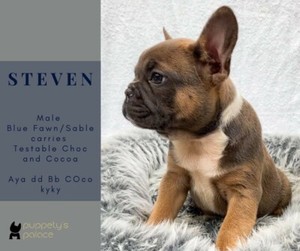 New Shade Isabella Maker French Bulldogs