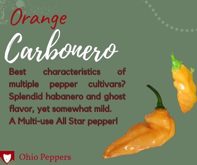 Orange Carbonero seeds - a top flavor pepper, best taste of habanero and ghost