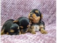 Miniature Yorkshire Terrier Dogs Puppies For Sale Gumtree