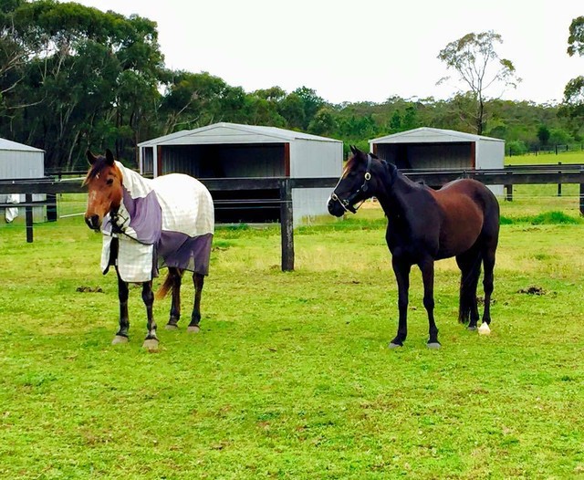 horse agistment Horses & Ponies Gumtree Australia Gosford Area