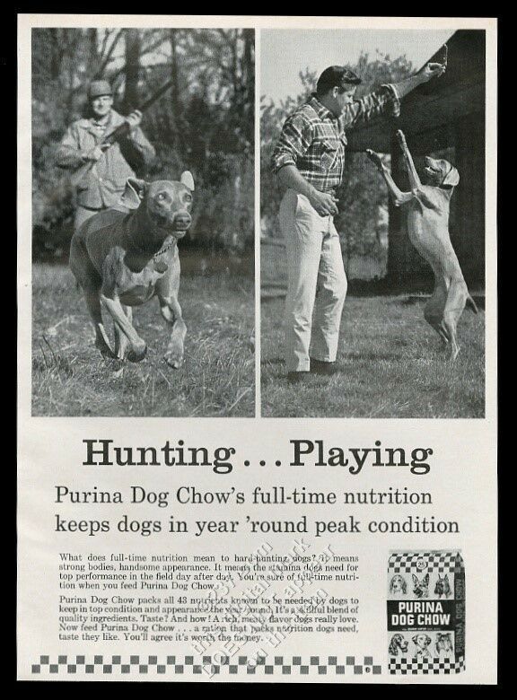 1965 Vizsla or Weimaraner photo Purina Dog Chow food vintage print ad