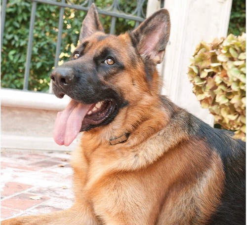 PetSafe Elite Big Dog Static Bark Collar PBC00-12725