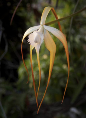 Brassavola appendiculata | Rare species | Blooming size not in bloom |