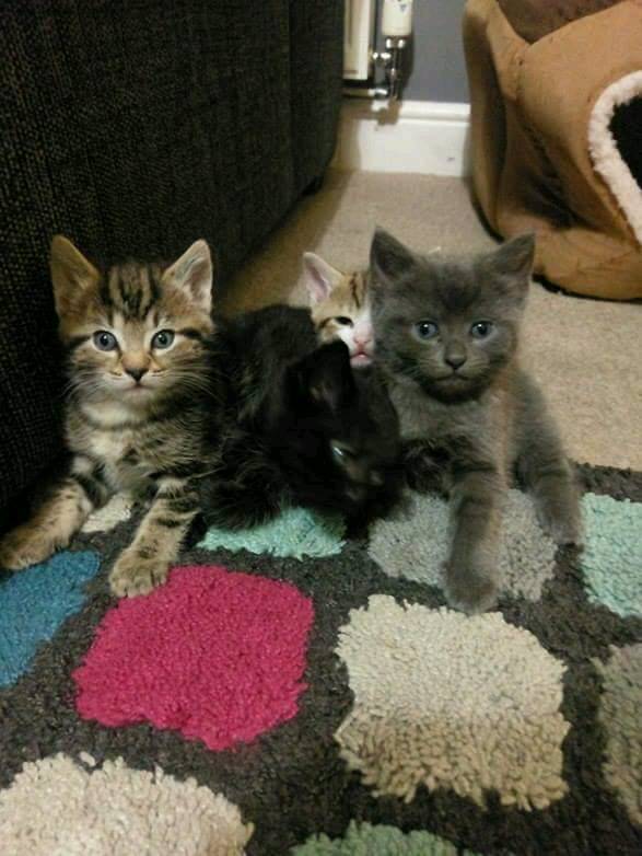 Adorable Perfect Kittens 7 weeks old ready 5th May in Leeds