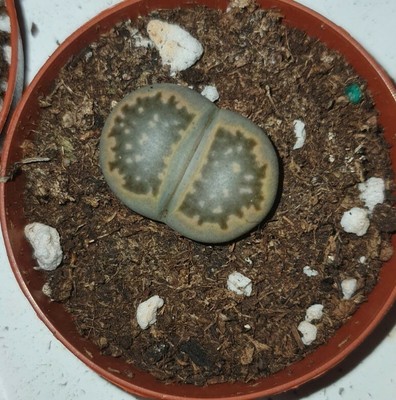 Lithops De Segunda Mano Solo Quedan 2 Al 75