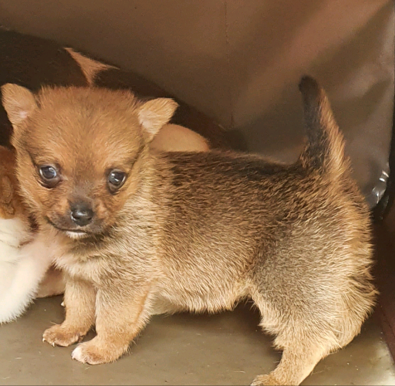 Adorable jack russell x pomeranian puppies in Gloucester