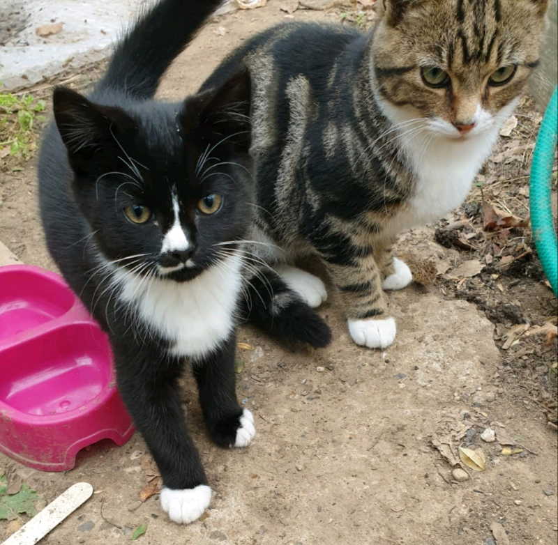 Kittens for sale in Norwich, Norfolk Gumtree