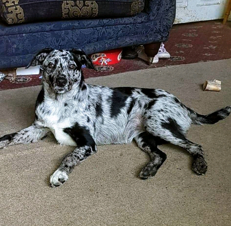 Blue merle border collie x labrador in Norwich, Norfolk Gumtree