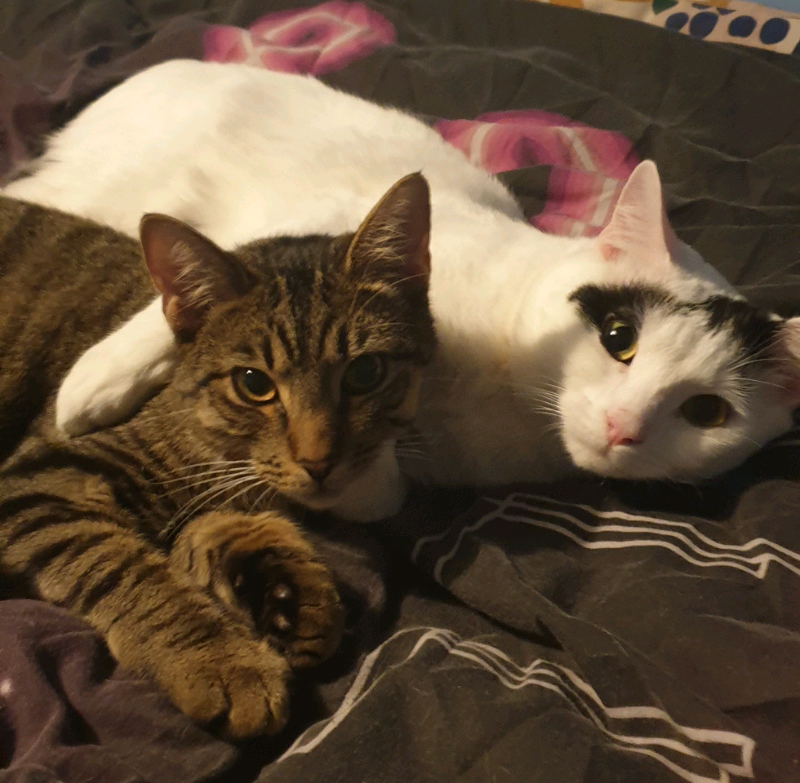 Tabby Cat British Short Hair Cat For Sale Urgent In Streatham Common London Gumtree