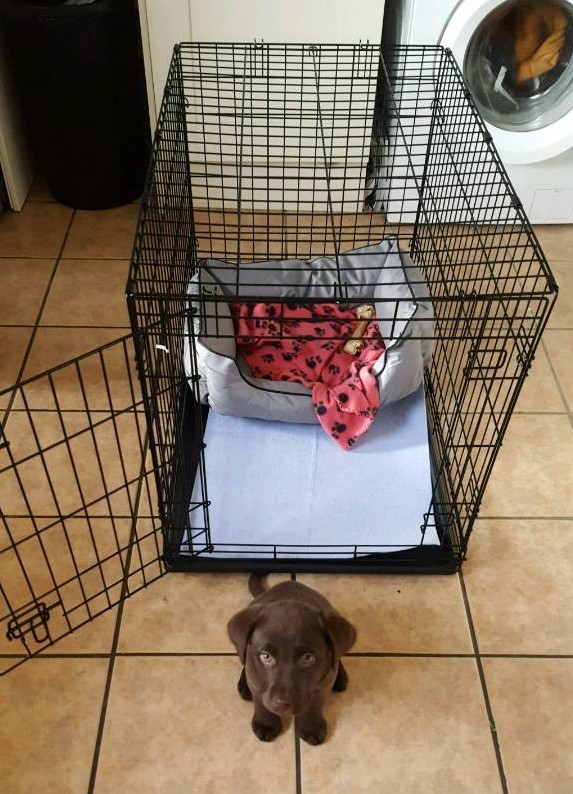 Medium dog crate in Downend, Bristol Gumtree