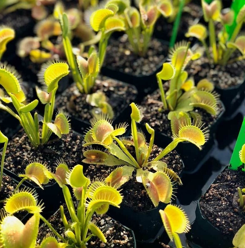 King Henry Venus Fly Trap - Dionaea muscipula - LIVE PLANT
