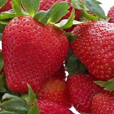12 Strawberry Plants ''Honeoye'' High-Yielding(Pack of 12 Bare Root)Zones 4-9
