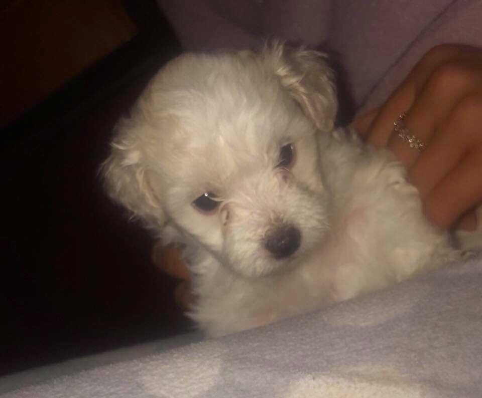 Maltese/Toy Poodle mix (Maltipoo) pups for sale in Armagh, County
